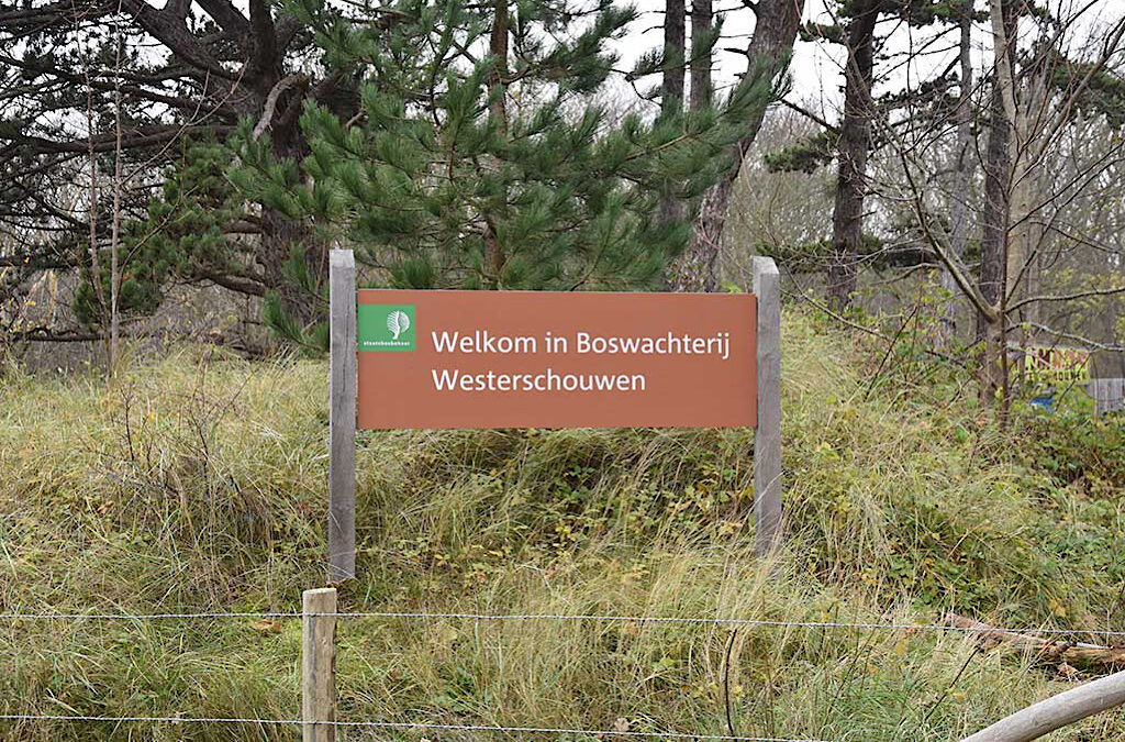 Grasduinen in boswachterij Westerschouwen