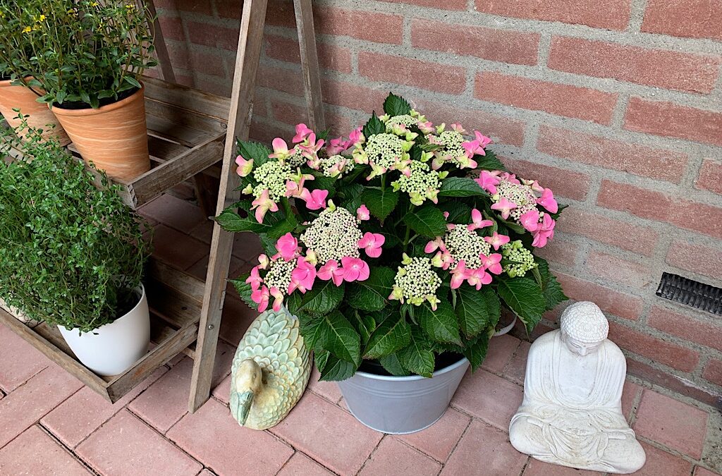 Hoera voor de hortensia